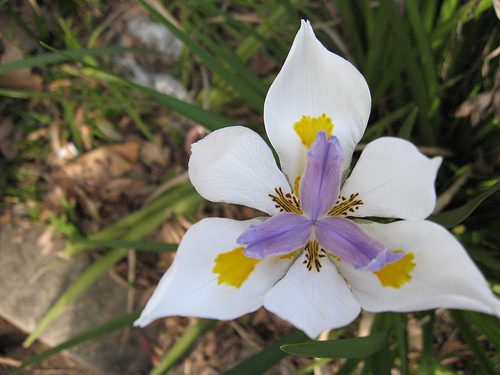 Five lessons from nature